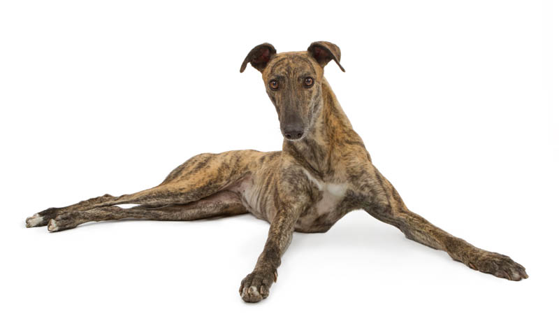 Dog Adoption Adelaide, SA | Adopt A Greyhound | Greyhounds As Pets