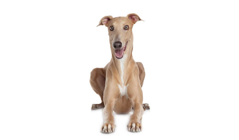 Dog Adoption Adelaide, SA | Adopt A Greyhound | Greyhounds As Pets