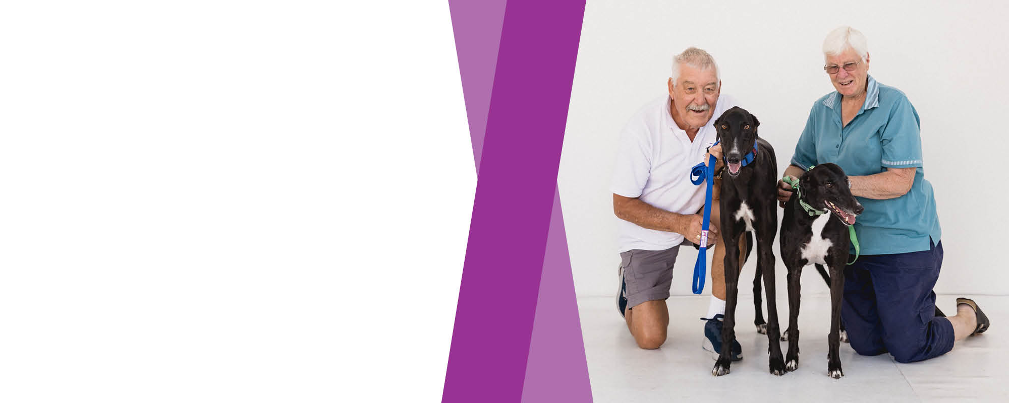 Dog Adoption Adelaide, SA Adopt A Greyhound Greyhounds As Pets