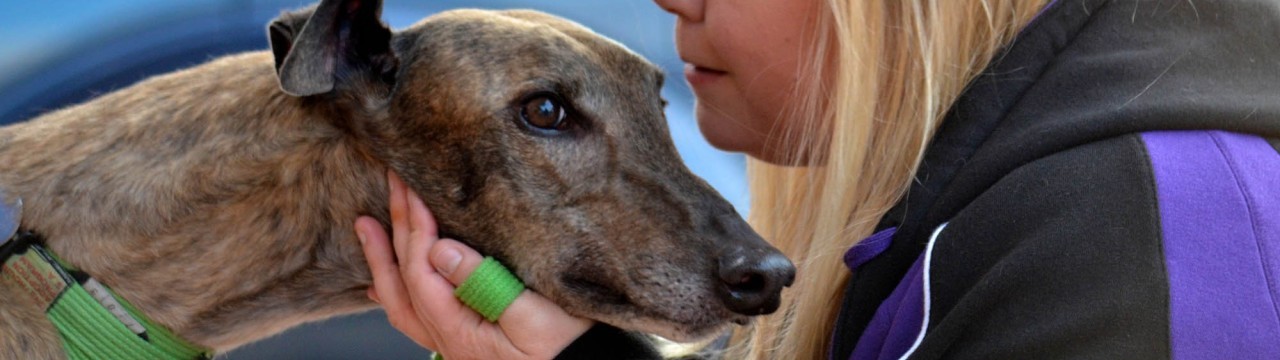 green-collar-assessments-greyhounds-as-pets