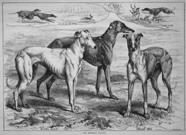 Greyhound best sale type dogs