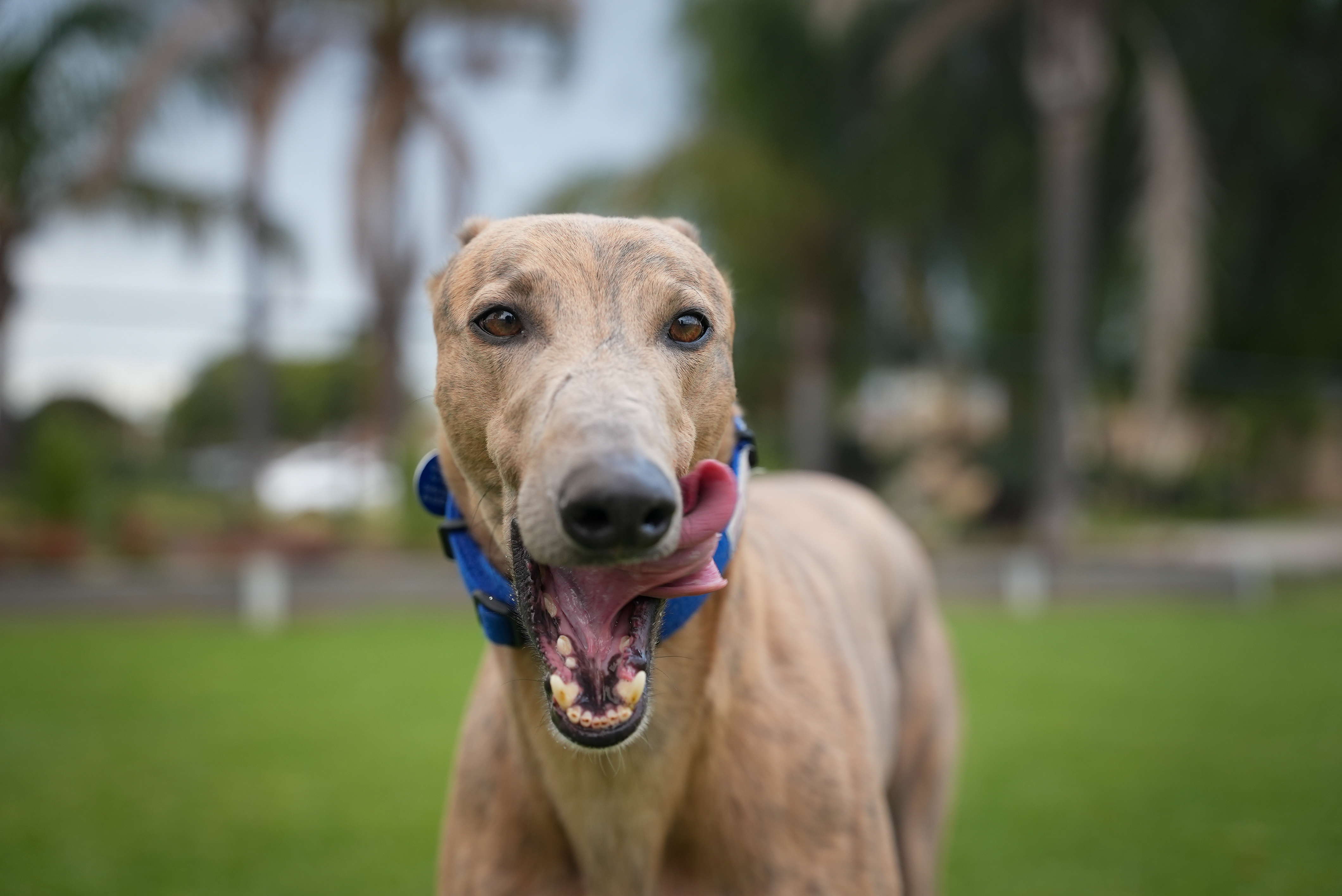 how many greyhounds die each year from racing in florida