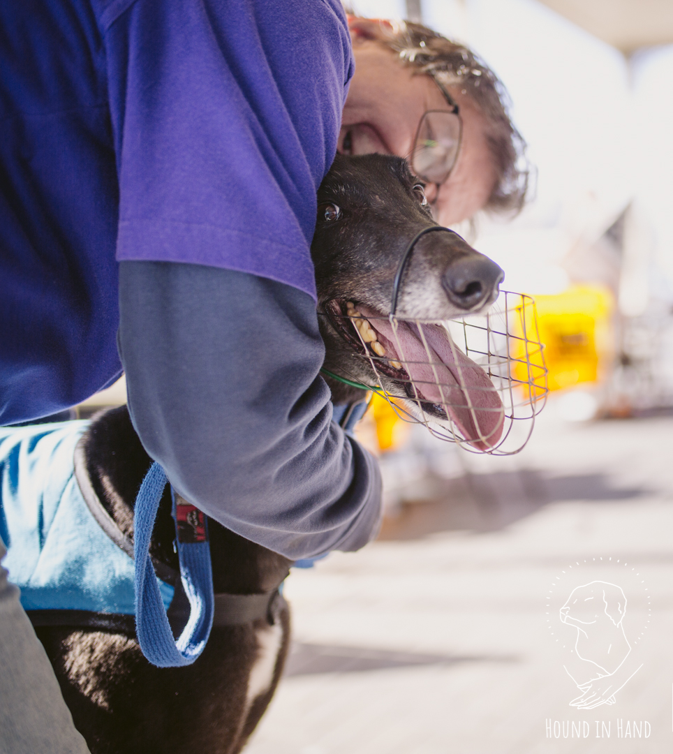 why do greyhound dogs wear muzzles