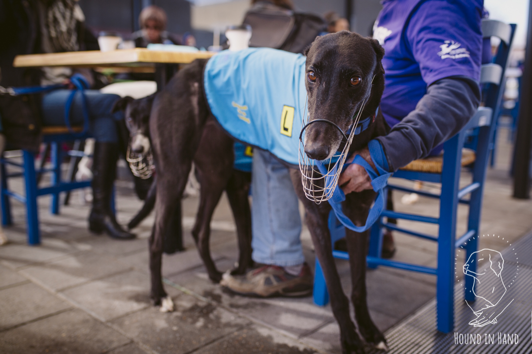 why do greyhound dogs wear muzzles