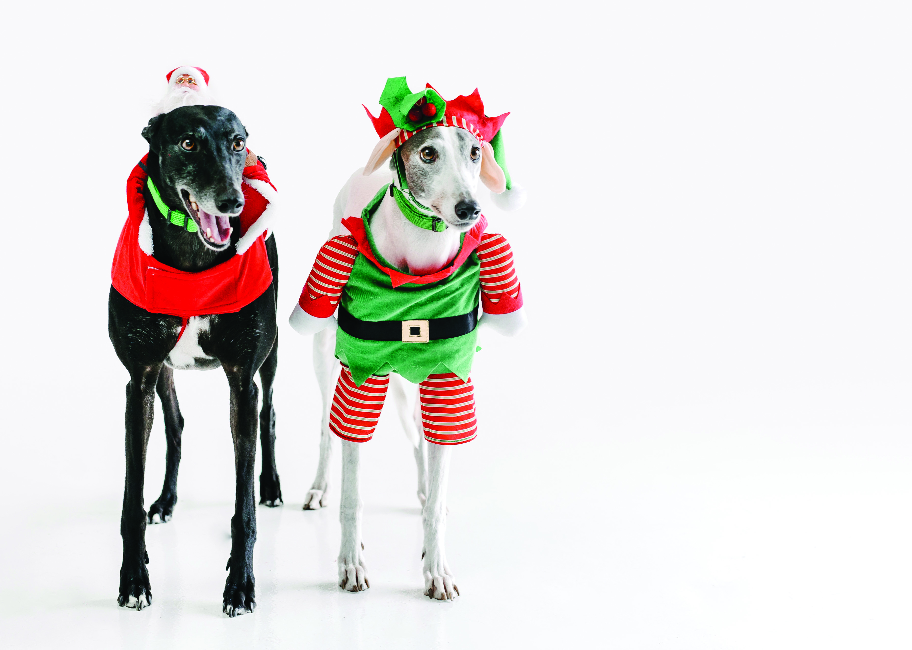 Kmart dog best sale christmas outfits