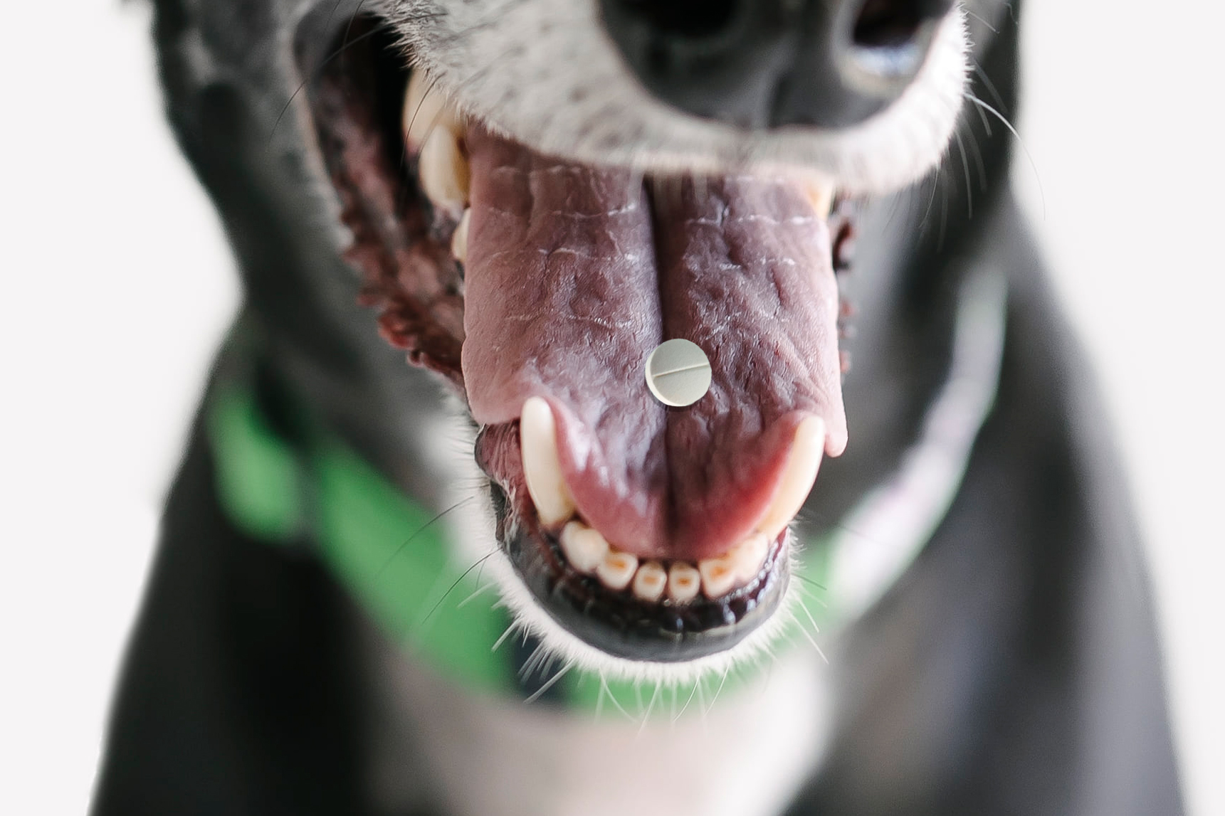 tricks-to-give-your-dog-a-tablet-greyhounds-as-pets