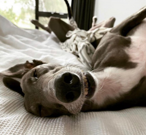 how do greyhounds sleep