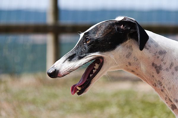 can polish greyhound be black