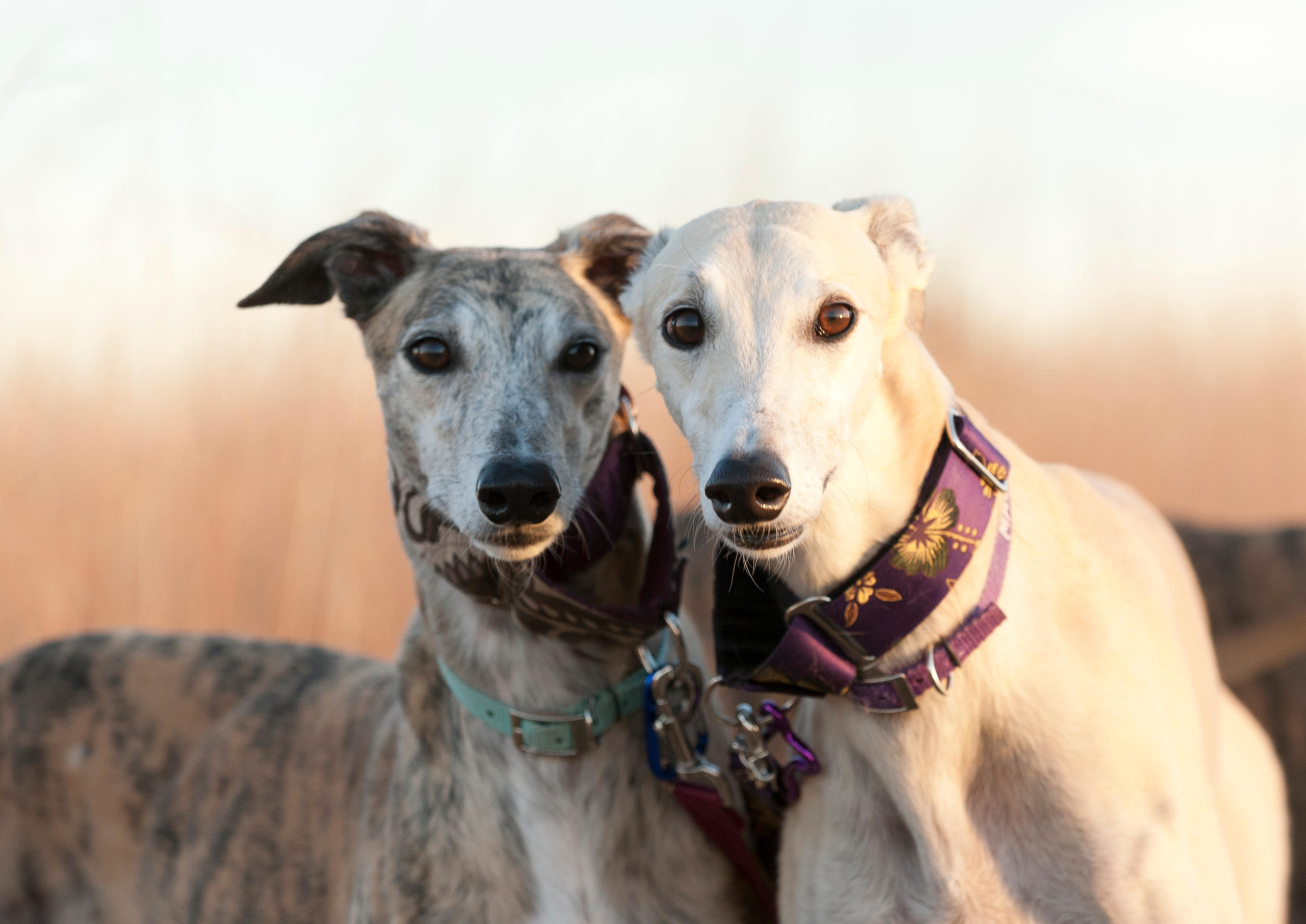 Greyhound dogs as store pets