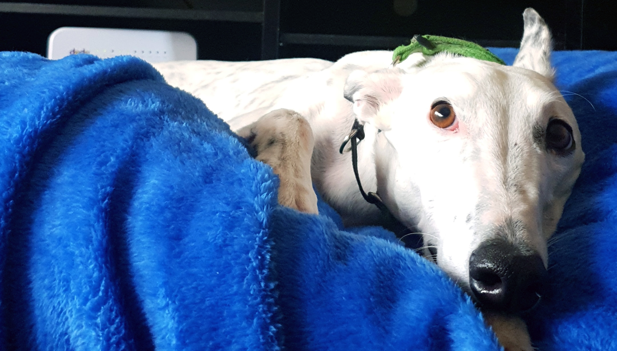 can greyhounds be left alone