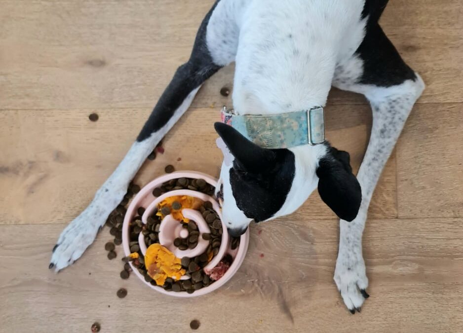 The 5 Types of Enrichment for Dogs & Their Benefits