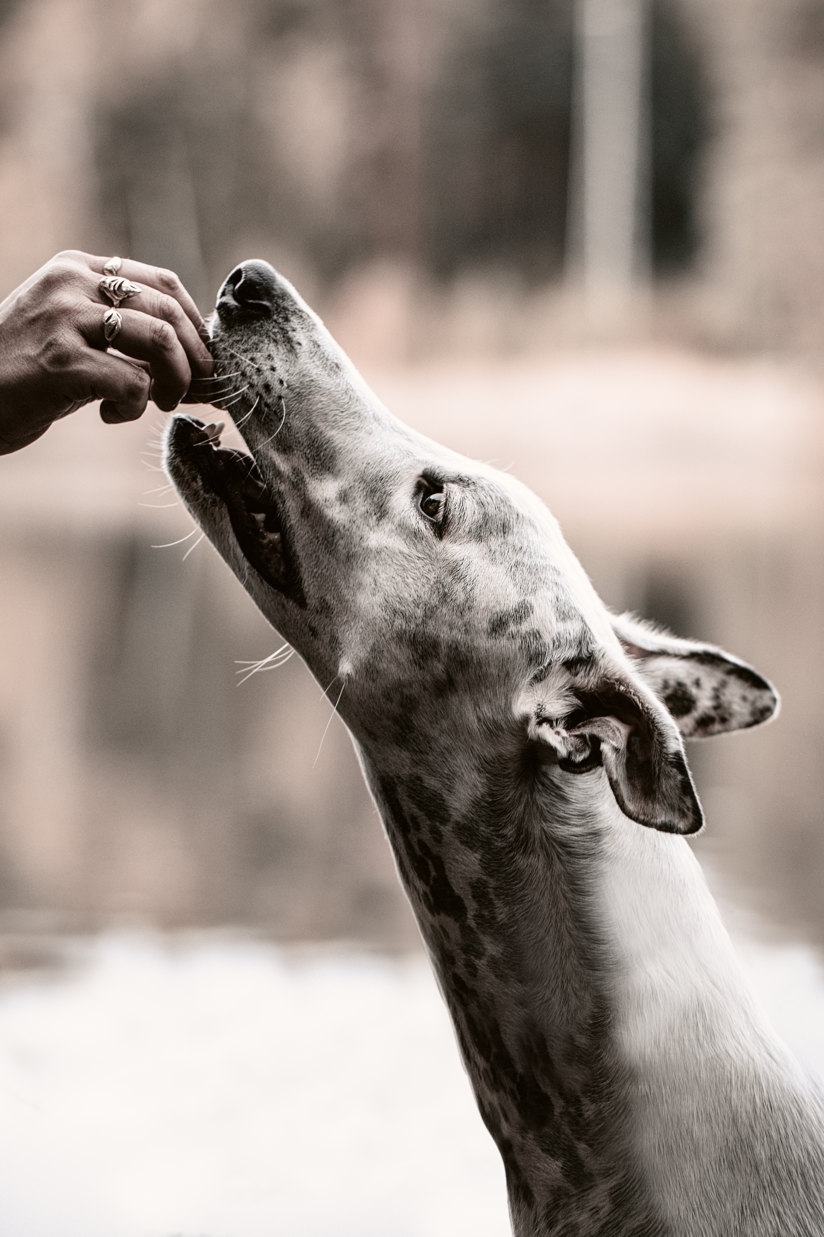 what do retired greyhounds eat