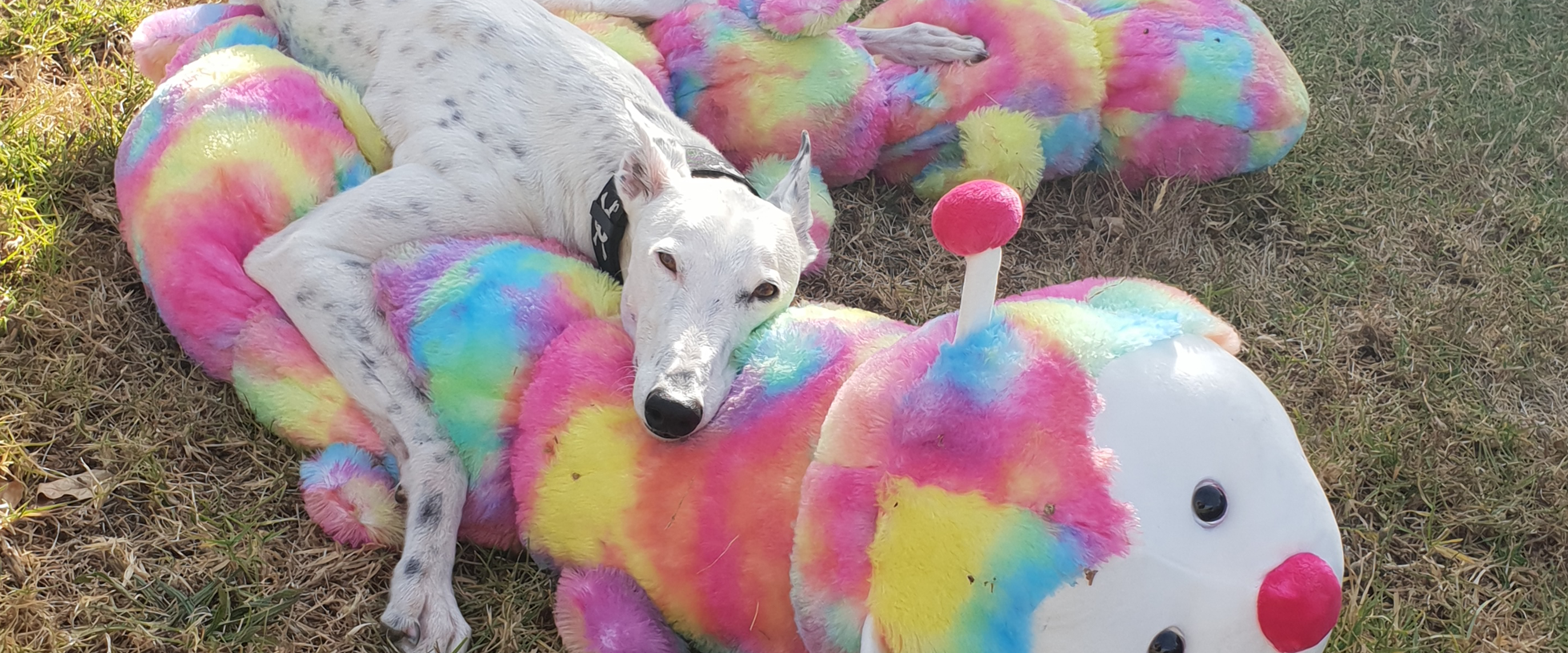 dog toys for greyhounds