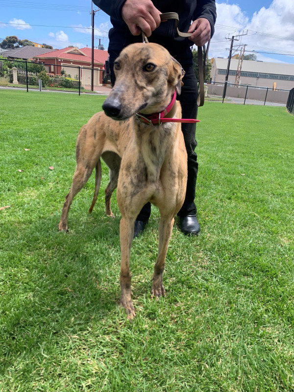 fergie-greyhounds-as-pets