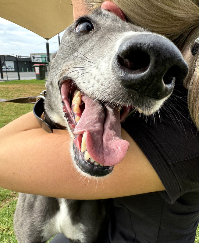 Feisty | Greyhounds As Pets